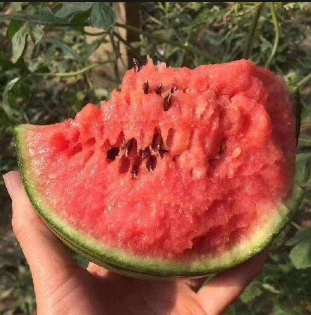 顺平育红玉小西瓜苗厂,唐县嫁接2k西瓜苗基地2026